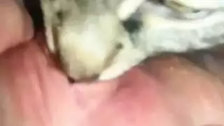 furry porn: licking and moaning