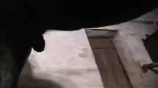 سكس حصان متوحش: عضو الحيوان يوسع فرجها بقوة
