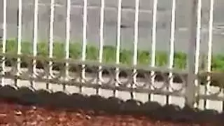 لاتينا صغيرة تُضرب في مشهد إكس إكس إكس بوضعية الكلب