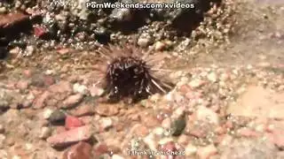 شطش جش هءغس
