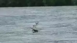 جنون مص الزبور الضخم مع أليتا أوشن