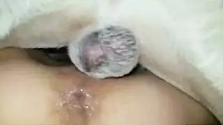 سكس كلاب بتتناك من كلب