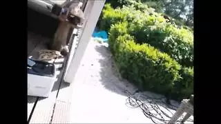 سكس معايا الكلب