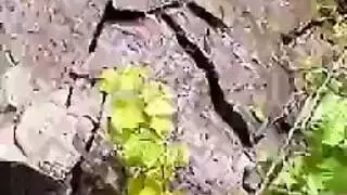 غش تجميع النشوة مثلي الجنس
