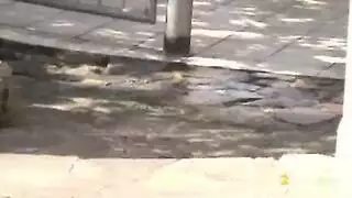 صورسكسشش