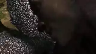 سكيسي سوداني