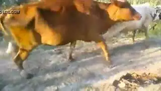 سكسي شاب عجل سرسخي