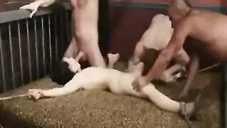 مقيدة لممارسة جماعية صريحة