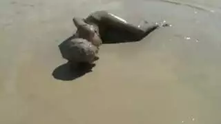 ممثلة إباحية ذات مؤخرة ضخمة تأخذ كل شيء