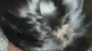 خلفى مصرى مسرب
